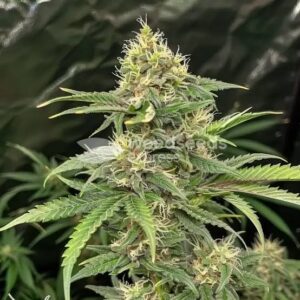 Critical Mass Auto