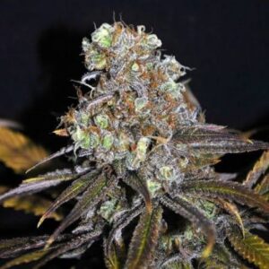 Critical Mass Feminized