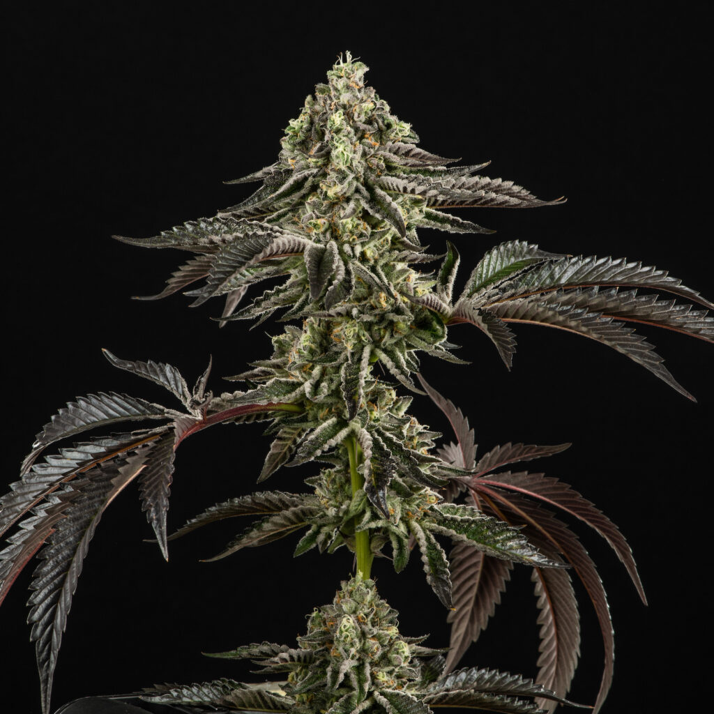 Dolato Feminized
