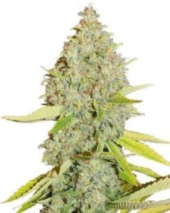 Durban Poison Auto