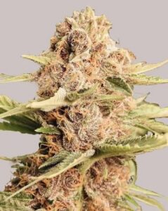 Girl Scout Cookies Auto