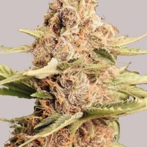 Girl Scout Cookies Auto