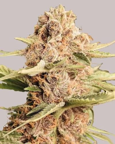 Girl Scout Cookies Auto