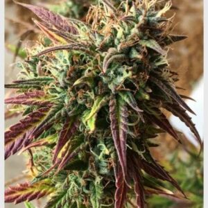 Girl Scout Cookies Feminized