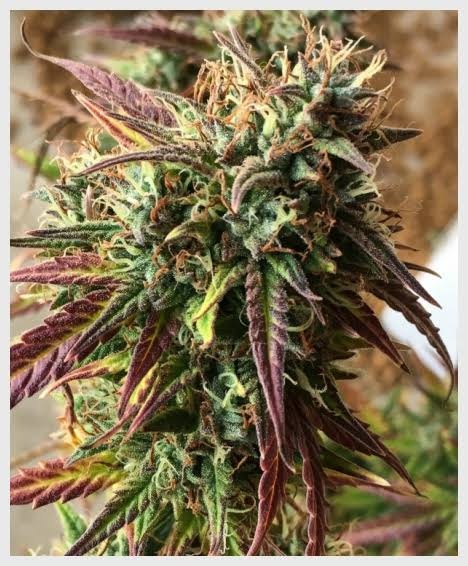 Girl Scout Cookies Feminized