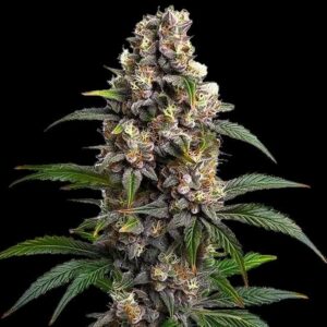 Godfather OG Feminized