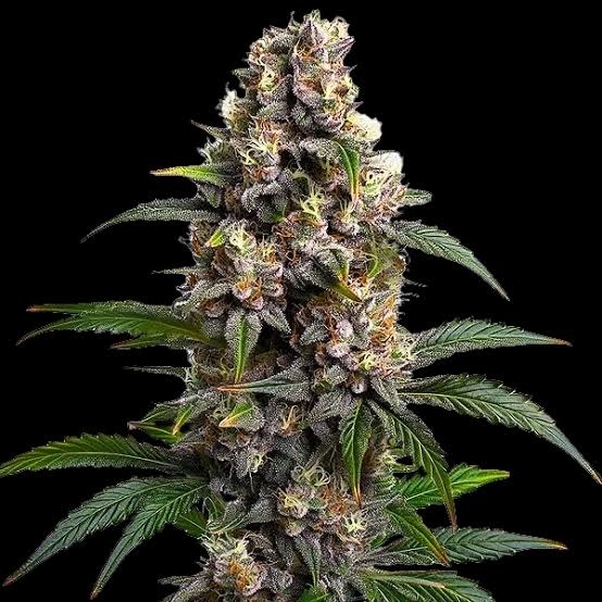 Godfather OG Feminized
