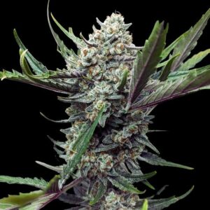 Gorilla Glue #4 Feminized
