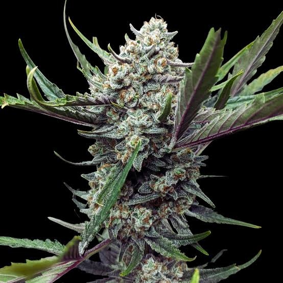 Gorilla Glue #4 Feminized