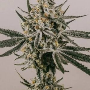 Grape Octane Auto