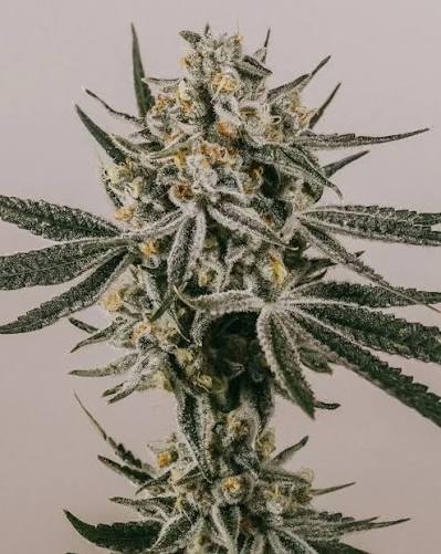 Grape Octane Auto