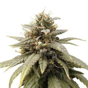 Grape Octane Feminized