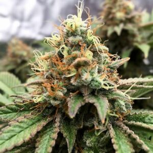 Great White Shark Feminized