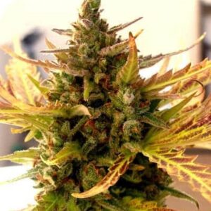 Grizzly Purple Kush Feminized