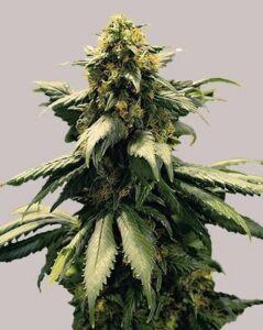 Harlequin Feminized