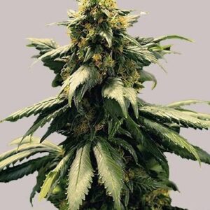 Harlequin Feminized