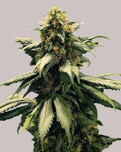 Harlequin Feminized