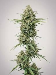 Jack Widow Feminized