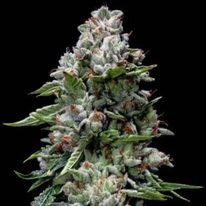Kosher Kush Feminized