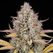 Lemon Kush Feminized
