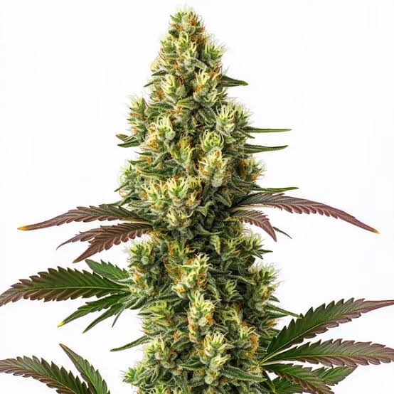 Lemon Pie Feminized
