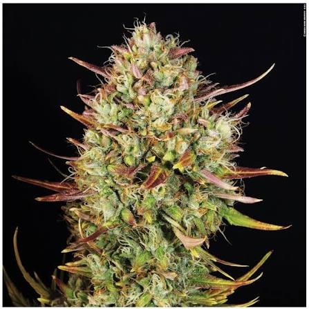 MK Ultra Feminized
