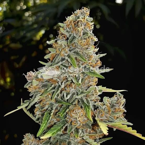 Maple Leaf Feminized