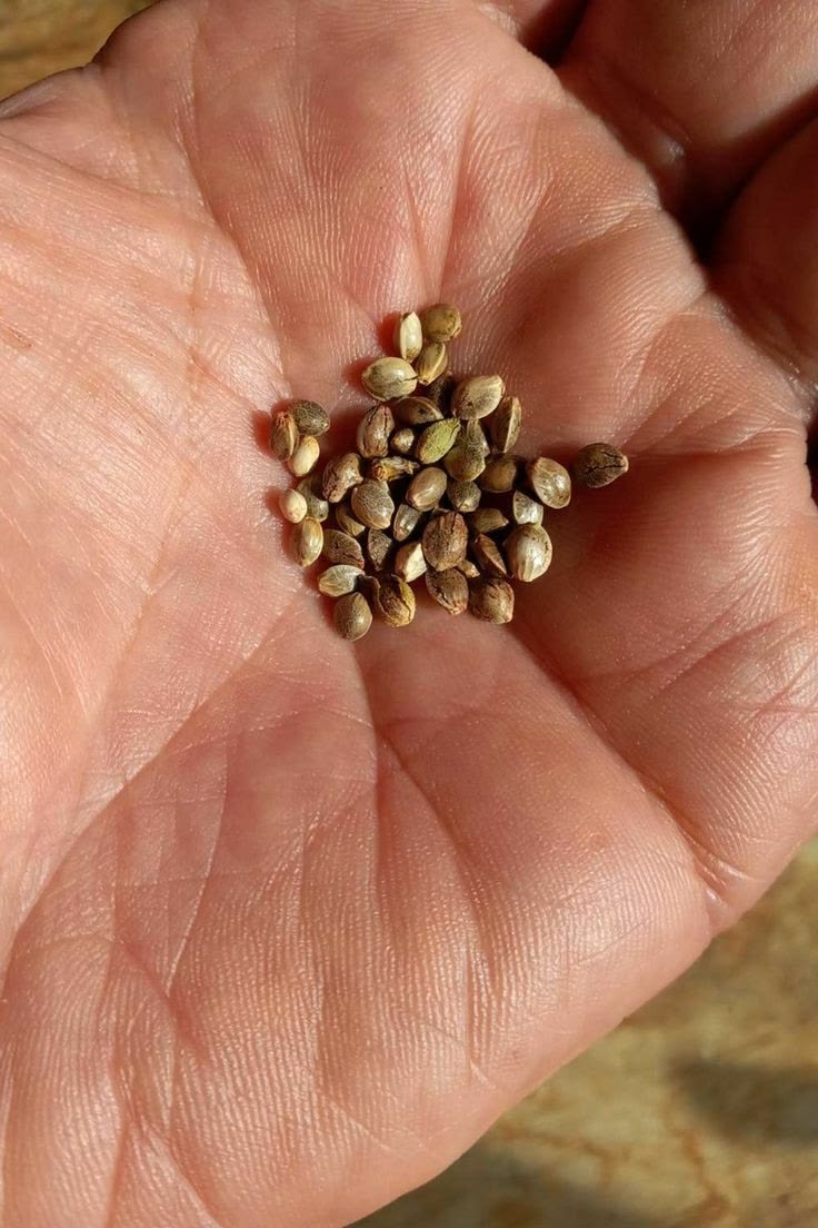 Buying Marijuana Seeds Online – An Exclusive Guide for First-time Growers