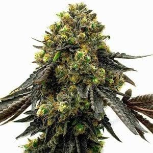 Mochalope Feminized