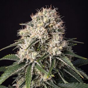 Peanut Butter Breathe Feminized