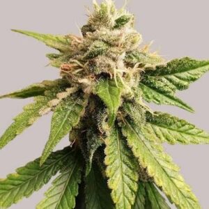 Pineapple Haze Feminized