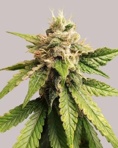 Pineapple Haze Feminized