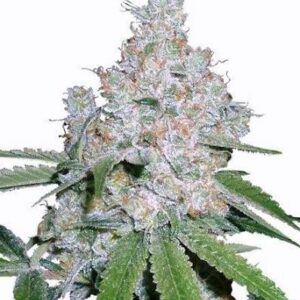 Power Plant Feminized