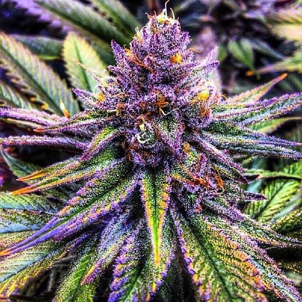 Pure Haze Feminized