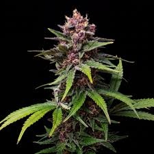 Purple Urkle Feminized