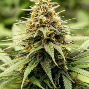 Sirius Black Feminized