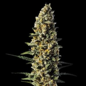 Skunk #1 Auto