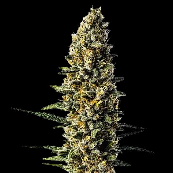 Skunk #1 Auto