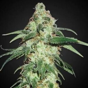 Skunk #1 Feminized
