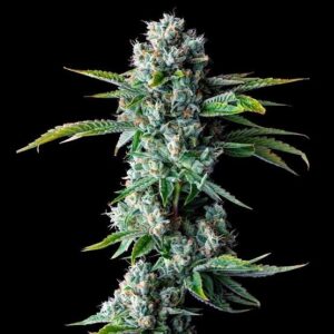 Skywalker Feminized
