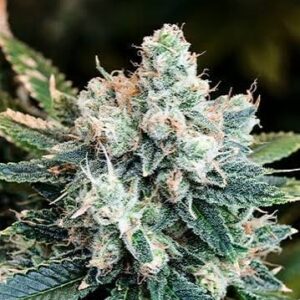 Sour Kush Feminized