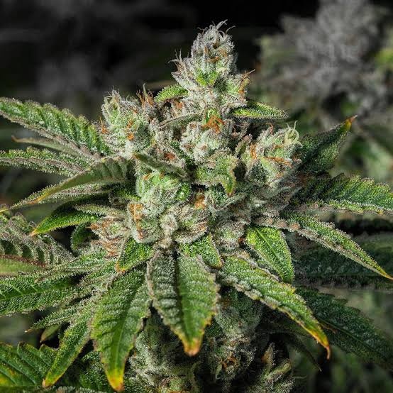 Stardawg Feminized