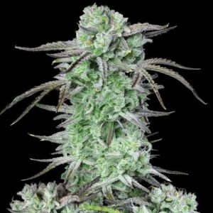 Strawberry Banana Feminized