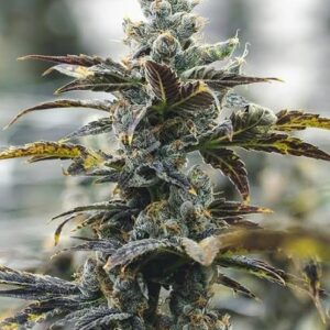 Strawberry Cough Feminized