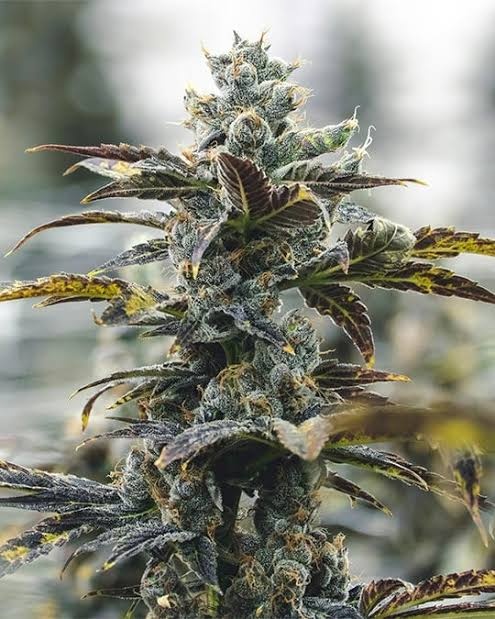 Strawberry Cough Feminized