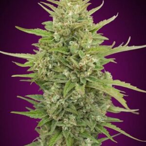 Super Skunk Auto
