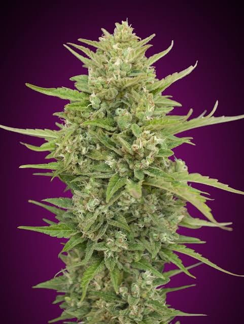 Super Skunk Auto