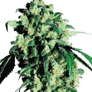 Super Skunk Feminized