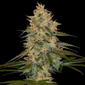 Tangie x Chocolope Feminized