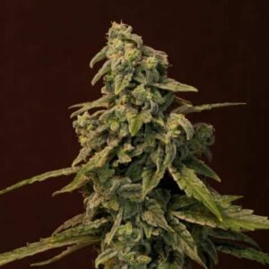 Trainwreck Feminized